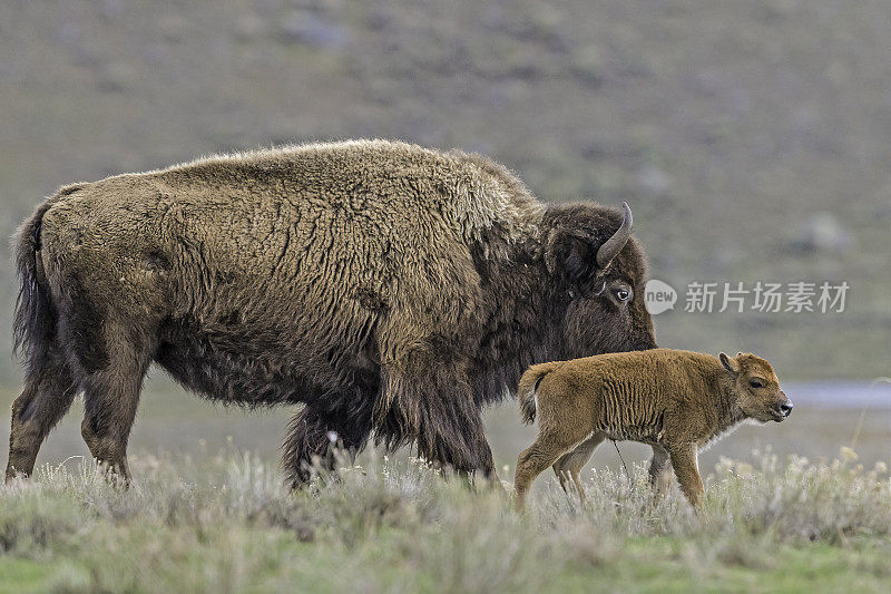 美国野牛或简称野牛(bison bison)，也通常被称为美国水牛或简称水牛，黄石国家公园，怀俄明州。母鲸和幼鲸。